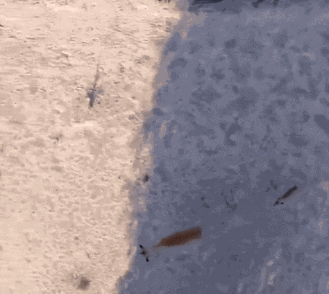 GIF animé