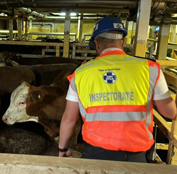 Une odeur nauséabonde au Cap entraîne une enquête de la part de la municipalité: un cargo rempli d&#039;animaux dans le port est à l&#039;origine de cette odeur.