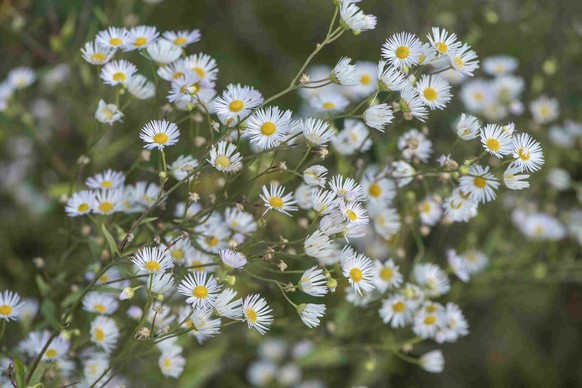 La vergerette annuelle, Erigeron annuus en latin, a beau être jolie, elle n'en reste pas moins une essence envahissante.