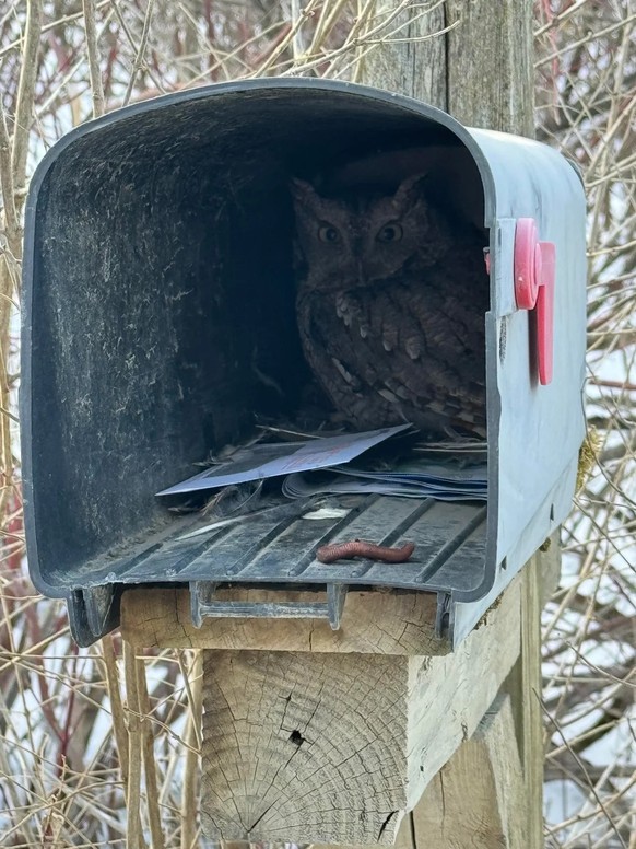 cute news tier eule

https://www.reddit.com/r/Owls/comments/1j2vdgy/owl_in_mailbox_possibly_roosting/