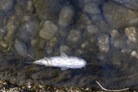 Un poisson mort est photographie suite a une pollution dans la riviere l&#039;Aire, ce mercredi 2 avril 2025 a Plan-les-Ouates pr�s de Geneve. Un episode majeur de pollution dans l&#039;Aire est surve ...