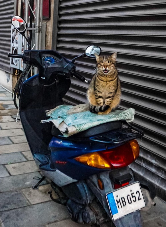 cute news tier katze

https://www.reddit.com/r/NatureIsFuckingCute/comments/19d9rcb/cat_on_a_bike_spotted_in_cyprus/