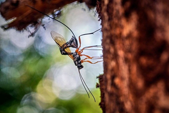 Une guêpe ichneumon géante (Rhyssa persuasoria) en train de pondre des œufs.