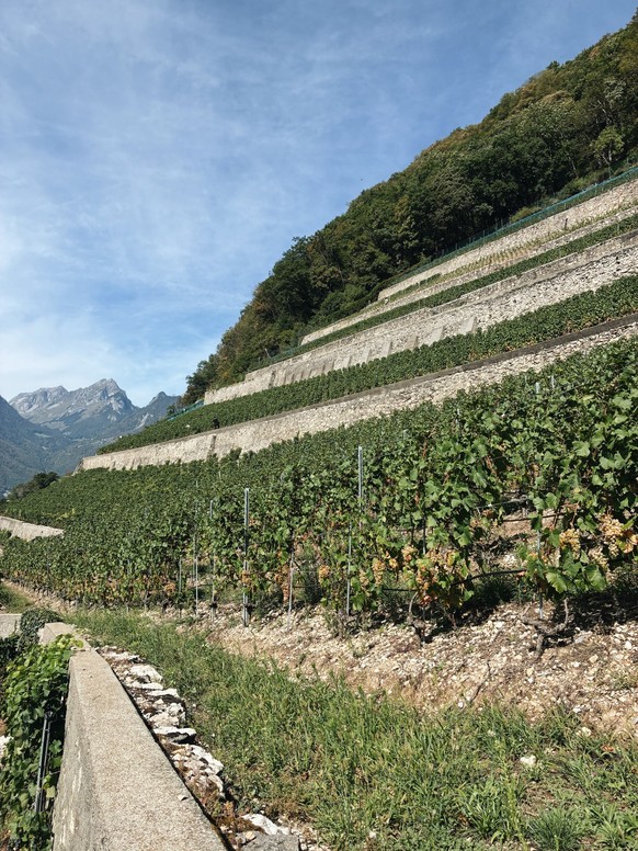 Le Clos du Rocher, à Yvorne dans le Chablais vaudois, a une histoire assez spectaculaire: son terroir est indirectement né d’une catastrophe naturelle.