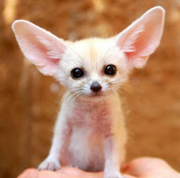 cute news animal tier fennec fox

https://imgur.com/gallery/DsM31dj