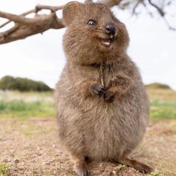 cute news animal tier quokka

https://www.reddit.com/r/aww/comments/sd025c/it_is_very_cute_but_yet_so_evil/