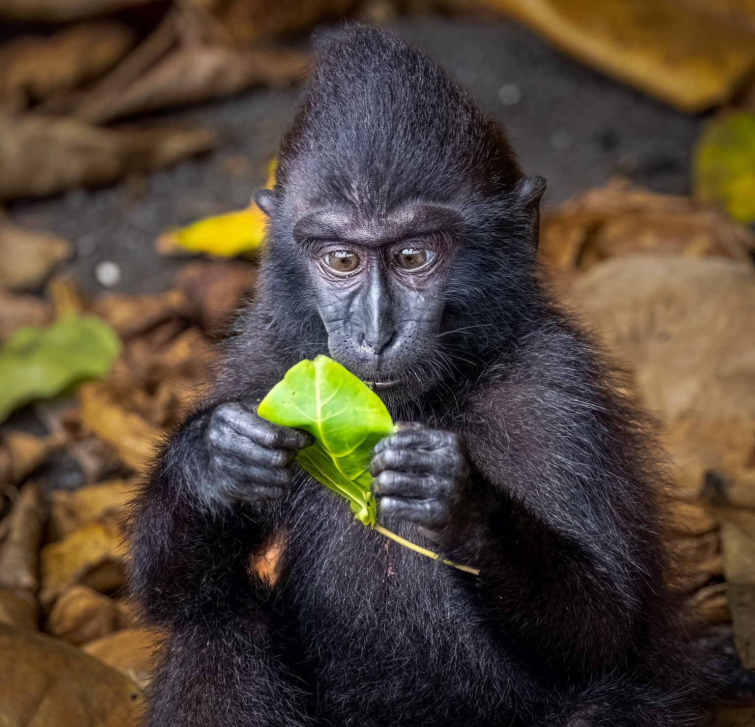 The Comedy Wildlife Photography Awards 2023
Matti Rauvala
Sonka
Finland
Title: Fake news!
Description: Sulawesi macaque reading news
Animal: Sulawesi macaque
Location of shot: Sulawesi