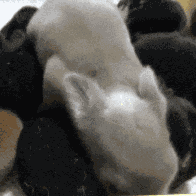 GIF animé