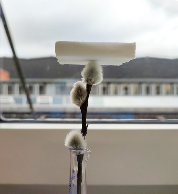 Grâce à sa structure poreuse, l’aérogel obtenu est léger et possède une isolation thermique élevée.