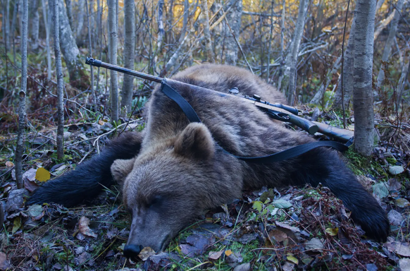 Ours abattu (image d&#039;illustration)