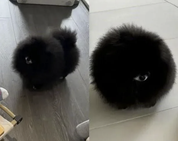 optische Täuschung: Bilder, die du zweimal anschauen musst