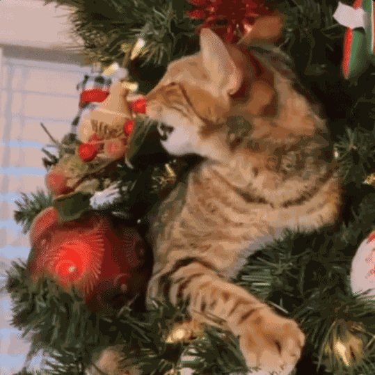 GIF animé