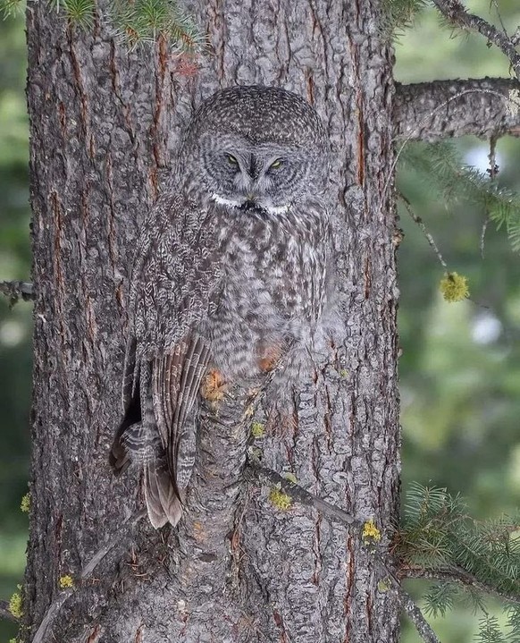 cute news tier eule

https://www.reddit.com/r/NatureIsFuckingLit/comments/1vrpf7m/nextlevel_camouflage_from_the_great_grey_owl/