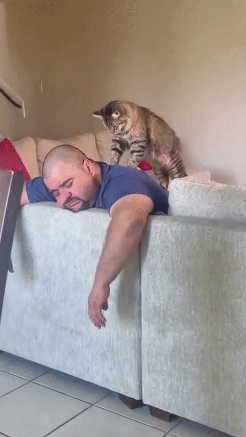 GIF animé