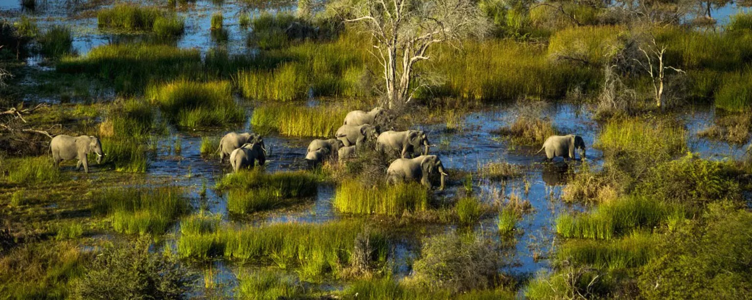 Le Delta de l&#039;Okavango, au Botswana, est un territoire sauvage qui offre des paysages uniques au monde et abrite une faune et une flore exceptionnelles.