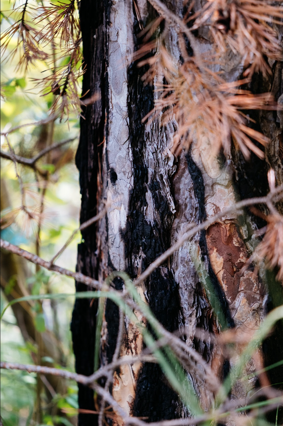Au Bois de la Glaive, dans les hauts d'Ollon, les arbres portent encore les stigmates de l'incendie 30 ans plus tard.