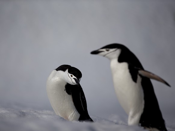 Les manchots � jugulaire vivent principalement dans la p�ninsule Antarctique et sur des �les du sud de l'oc�an Atlantique (archives).