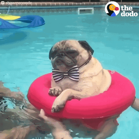 GIF animé