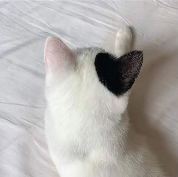 cute news tier katze

https://twitter.com/cat_auras/status/1670443591653548032/photo/1