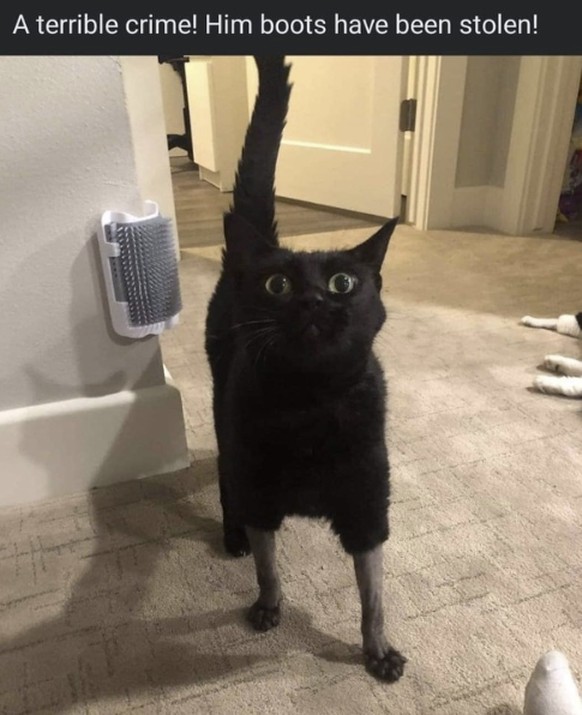 Die lustigsten Fails der Woche: Katze ohne Stiefel