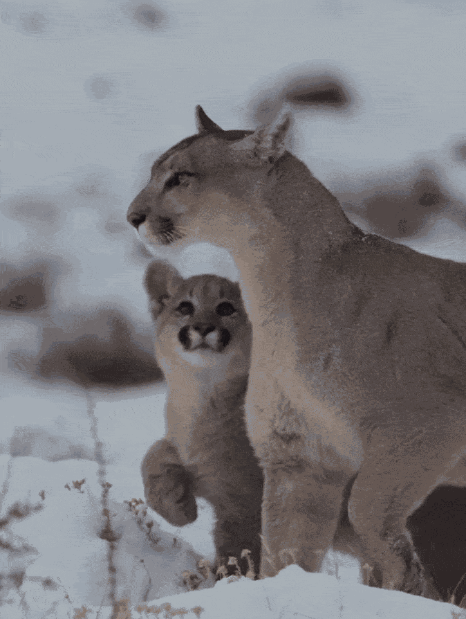 GIF animé