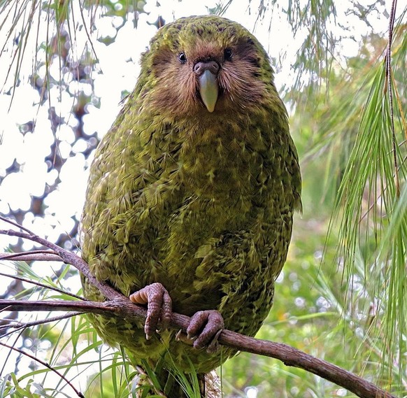 Il est potelé, il ne sait pas voler et il est trop chou: voici le kakapo