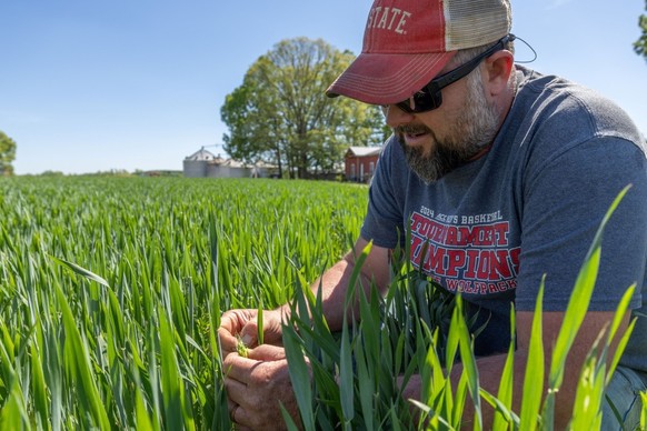 Andy Corriher examines his wheat crop at his farm in China Grove, North Carolina, on April 10, 2026. US farmers are facing a double whammy of soaring fertilizer and diesel prices after US-Israeli stri ...