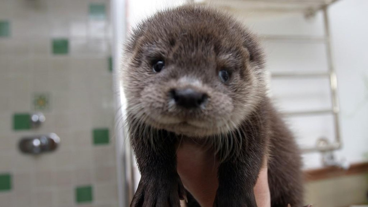 Vous N Avez Jamais Vu Un Bebe Loutre Aussi Mignon Promis