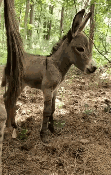 GIF animé