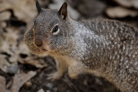 YOSEMITE NATIONAL PARK, CA - APRIL 11: A squirrel with his cheeks filled in Yosemite Valley on April 11, 2020. Yosemite National Park is closed to visitors due to the coronavirus, Covid 19. Animals ro ...