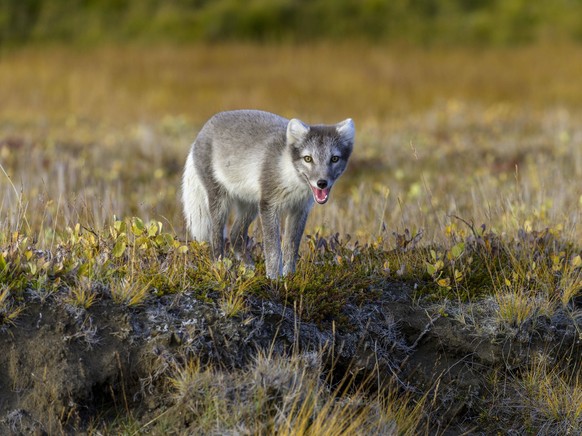 Junger Polarfuchs Vulpes lagopus oder Eisfuchs, Mörudalur, Austurland, Island, Europa *** Young arctic fox Vulpes lagopus or ice fox, Mörudalur, Austurland, Iceland, Europe Copyright: imageBROKER/Chri ...