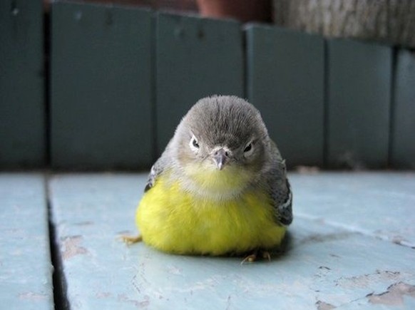 cute news tier vogel

https://www.pinterest.ch/pin/423197696247733021/