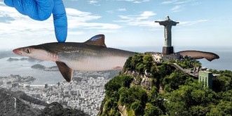 A Rio, les requins sont sous coke et ça inquiète