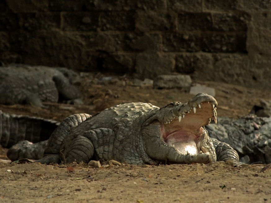 Les crocodiles sentent la détresse des bébés humains 