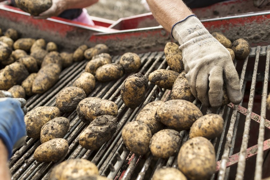 Markus Joos&#039;s employees use a SAMRO reaper to harvest potatoes and sort them manually on the conveyor belt of the reaper, pictured in Kerzers in the Canton of Fribourg, Switzerland, on October 28 ...