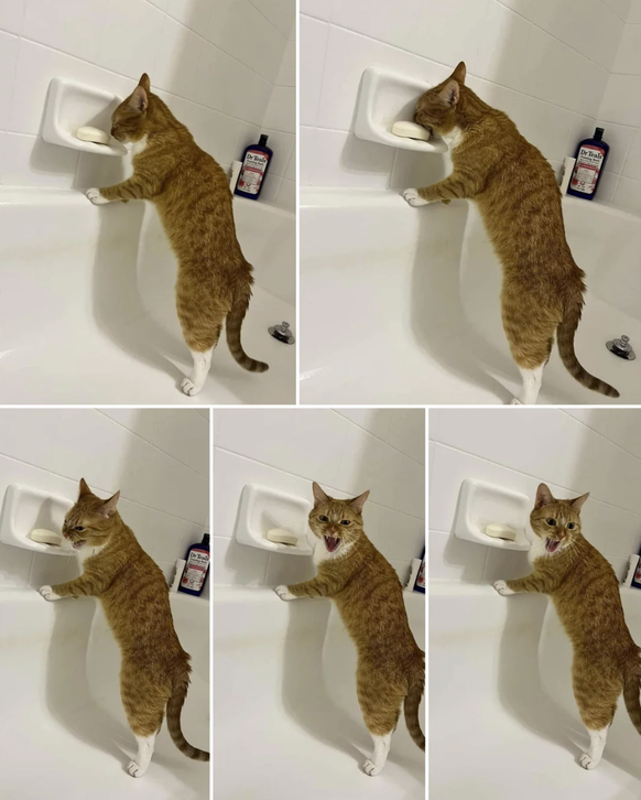 Die lustigsten Tiere (Cute News): Katze isst Seife