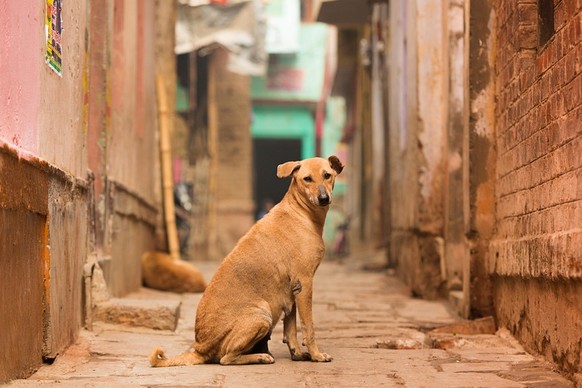 De nombreux chiens vivent de manière autonome au milieu des humains, comme ces chiens dans la rue en Inde.