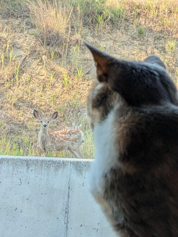 cute news tier katze reh

https://www.reddit.com/r/CatsBeingCats/comments/1elmm60/pixel_the_mighty_huntress_zeroing_in_on_her_next/