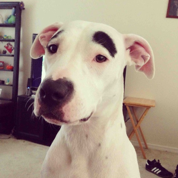cute news tier hund

https://imgur.com/gallery/O9qu3gd