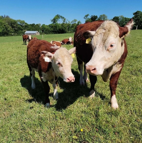 cute news tier kuh

https://www.reddit.com/r/Cows/comments/1kp3fkp/sylvia_and_her_mom_look_so_similar_to_each_other/