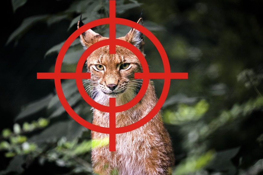 «Des voix s'élèvent en Valais» pour tirer sur un animal protégé
