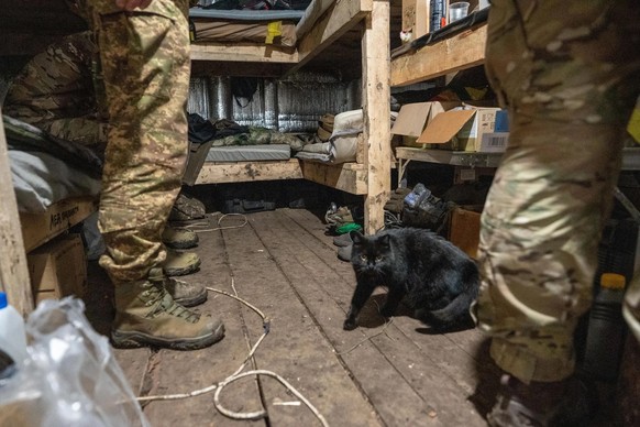 Ukraine, région d'Izium, un chat est content de pouvoir se réchauffer dans le bunker en hiver.