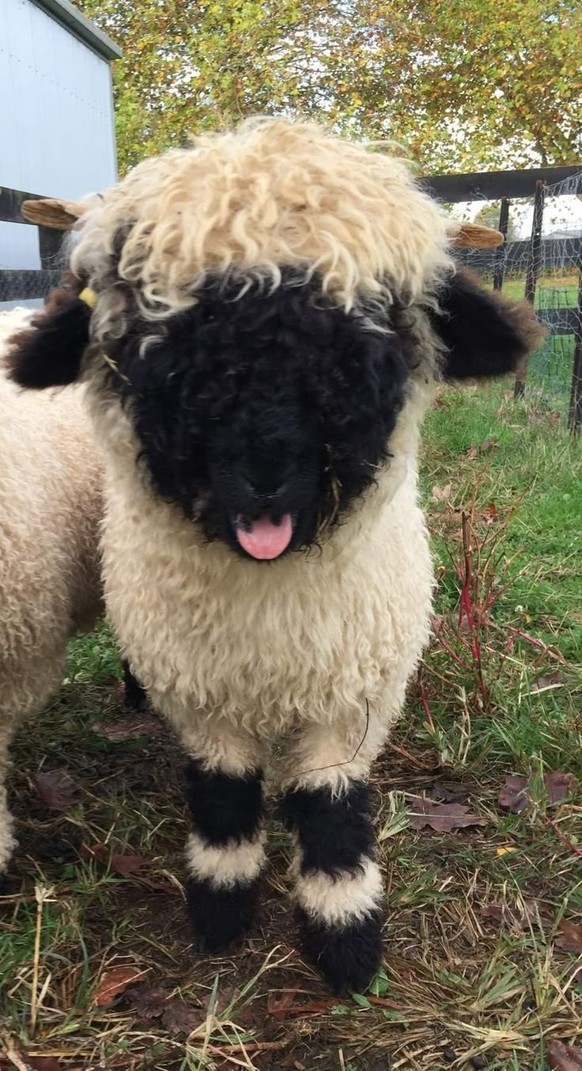 cute news tier schaf

https://ch.pinterest.com/pin/1121888957174340574/
