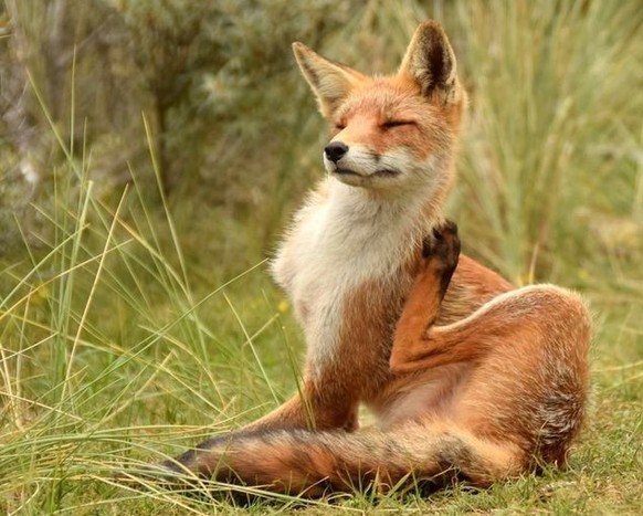 cute news tier fuchs

https://ch.pinterest.com/pin/1121888957179831368/