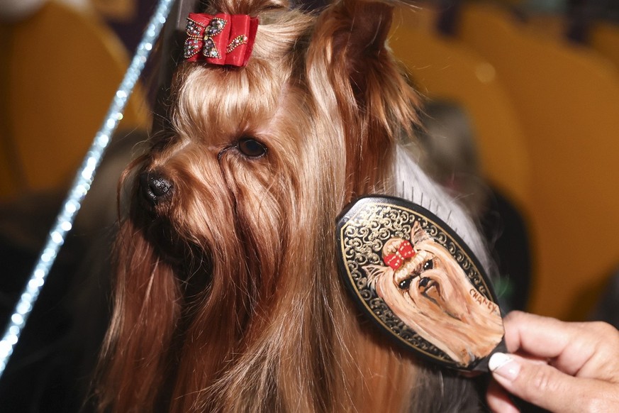 Yorkshire Terriers are groomed in the benching area at the 149th Westminster Kennel Club Dog show, Monday, Feb. 10, 2025, in New York. (AP Photo/Heather Khalifa)