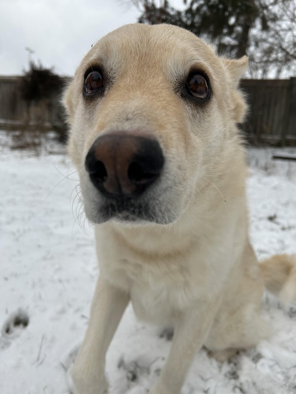 cute news tier hund

https://www.reddit.com/r/rarepuppers/comments/1auuiy7/he_is_part_dog_part_baby_seal_caught_moments/