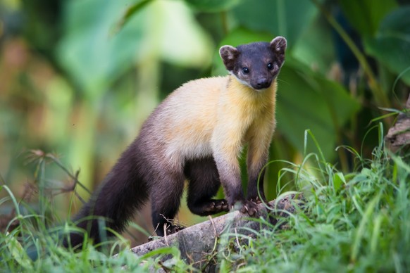 cute news tier Nilgiri marten

https://upload.wikimedia.org/wikipedia/commons/2/25/Martes_flavigula,_yellow-throated_marten.jpg