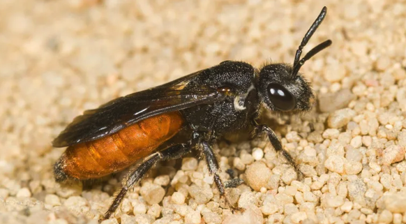 L'abeille hématophage est une espèce sauvage d'Europe centrale.