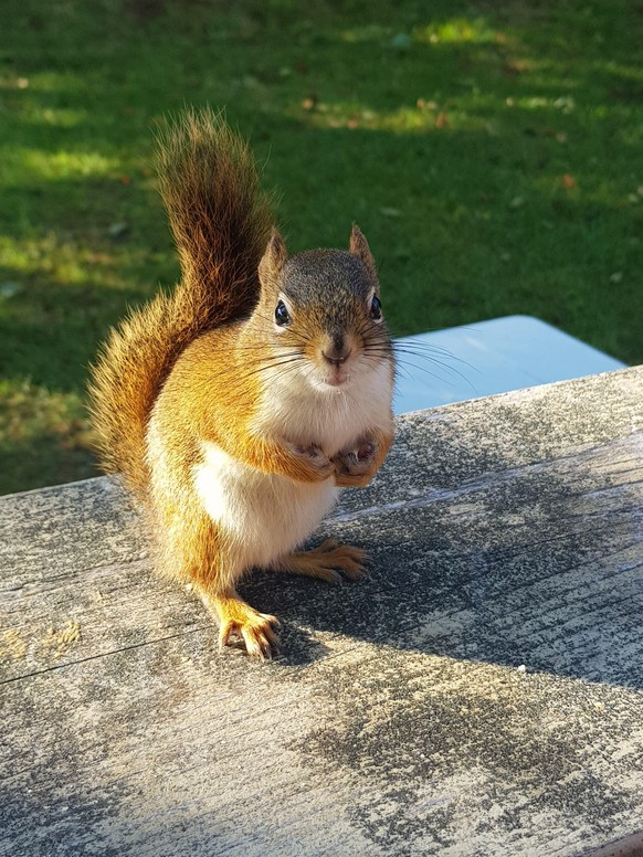 cute news tier eichhörnchen

https://www.reddit.com/r/squirrels/comments/zwdhp1/please_sir_i_want_some_more/