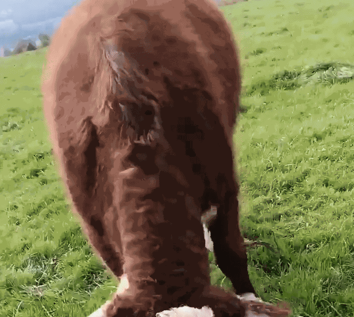GIF animé
